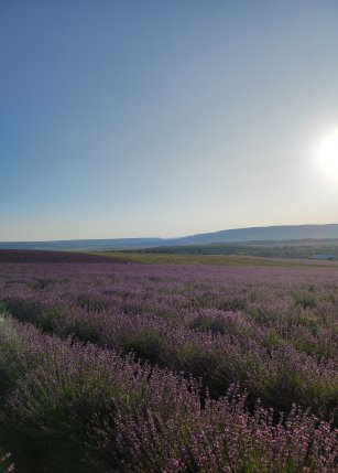 Поля Агрофирмы "Тургеневская"